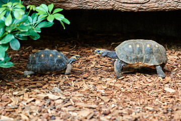 African spurred tortoise (Centrochelys sulcata)