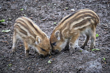 Wildschweine ( Sus scrofa ),