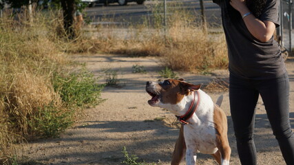 Perro de presa marrón y blanco atacando