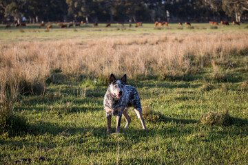 Australian Cattle Dog  (Blue heeler) working dog on the farm looking into the distance with cattle in the background