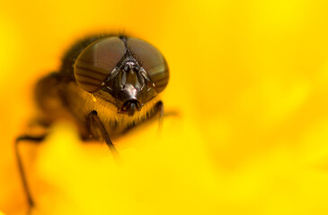 Macro shot of a honey bee on a yellow flower
