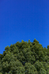 Obraz premium 真夏の青空と緑(９月)