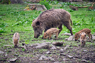 Fototapeta premium Wildschweine ( Sus scrofa ),