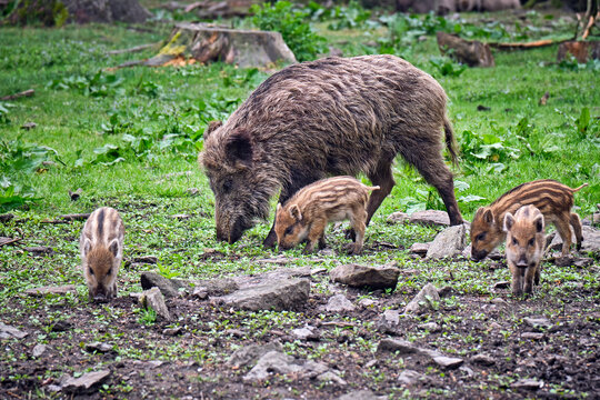 Wildschweine ( Sus scrofa ),