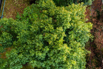 Naklejka premium 俯瞰で見た木々(3月)