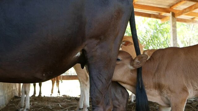 Close-up the brown calf sucked from the breast of the black cow, standing inside the stall at a rural farm.
