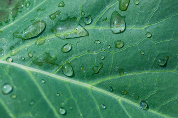 Fototapeta na wymiar キャベツの葉の葉脈と水滴。