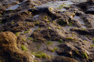 Tali beach rocks and algae in Nasugbu, Batangas, Philippines