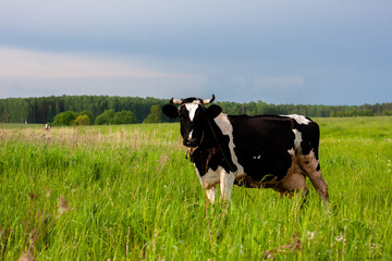 dairy cow in a beautiful meadow. place under the label. summer nature