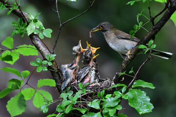 Pale thrush feeding the chicks