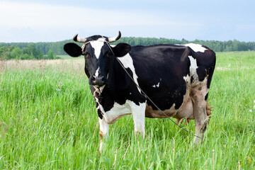 dairy cow in a beautiful meadow. place under the label. summer nature