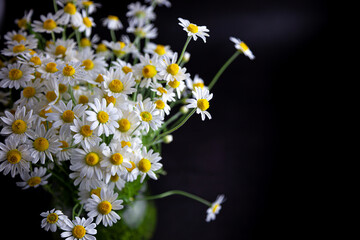 Bouquet of daisies in a vase on a black background. Field camomile. Beautiful card. Summer flowers. White flower. Place for text.