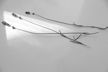 Three branches lavender herb flower composition on white background spa relax home herbal therapy concept