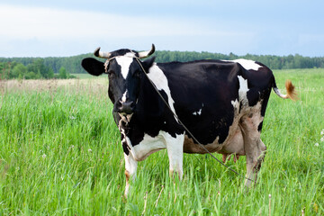 dairy cow in a beautiful meadow. place under the label. summer nature