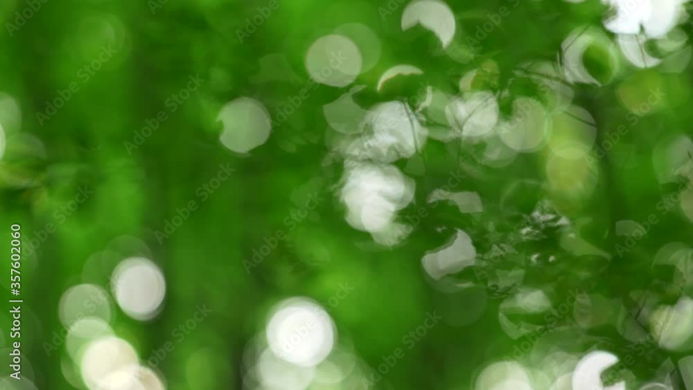 Aufkleber Tree branches and green foliage waving in the wind in summer forest. Abstract background with bokeh white circles. 4K