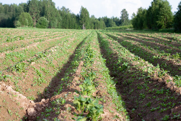 Fototapeta na wymiar farm fields with potatoes. sown agricultural land