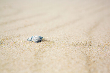 Old dried calcified seashell in beach sand