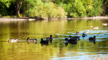 Sweet Animal Bird Duck in Lake in Nature