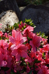 荒川自然公園　丸太とツツジ
