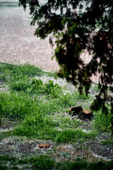 Big rain pours on the street, pours sidewalks and nature. bulks on the water that flows by the stream. grass falls asleep with ice balls