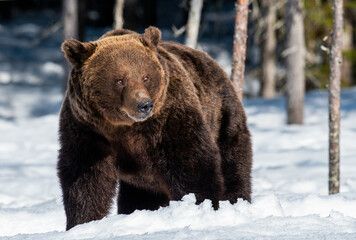Adult Male of Brown Bear on the snow in winter forest. Close up. Scientific name: Ursus Arctos....