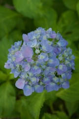 多摩川台公園アジサイ園　マクロショット