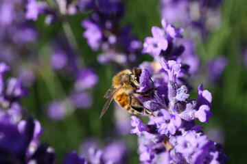 Macro close up of isolated honey bee collecting pollen from purple lavender flowers (focus on bee)