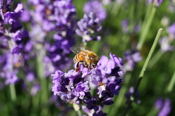 Macro close up of isolated honey bee collecting pollen from purple lavender flowers (focus on bee)