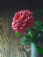 Pink rose in vintage mug, vase on a wooden background.