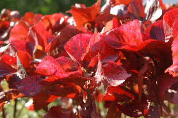 Fototapeta premium Red leaves on the outdoor garden