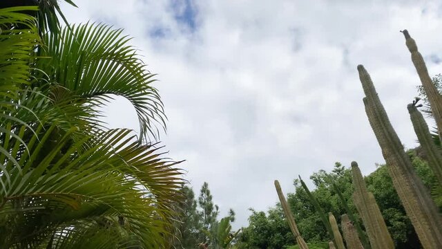 palm trees and cacti against sky with clouds in Palmitos Park, Gran Canaria