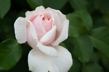 pink rose on a green background