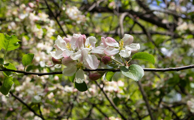 White flowers Apple branches, against the background of a green garden
