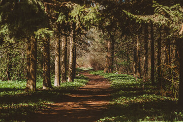 A path in a dark coniferous forest. Walk through the mysterious woods © Anna