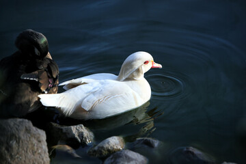 Sweet Animal Bird Duck in Lake in Nature