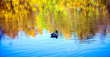 Sweet Animal Bird Duck in Lake in Nature