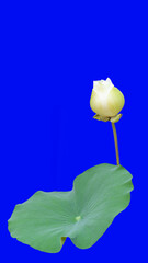 The white lotus that is not yet blooming and the green leaves that cut the background off make the background blue.