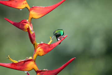 Hummingbird drinking