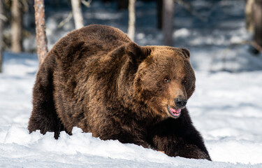 Adult Male of Brown Bear on the snow in winter forest. Close up. Scientific name: Ursus Arctos....
