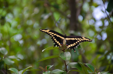 black swallowtail butterfly