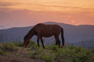Fototapeta na wymiar bonito cavalo selvagem a pastar ao pôr do sol