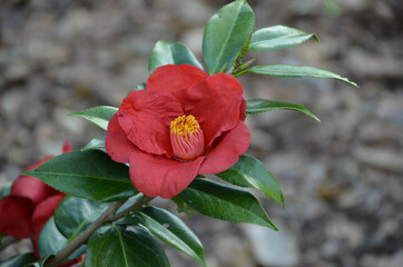 red flower in the garden