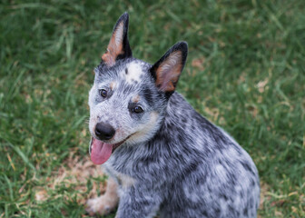 Naklejka na ściany i meble Friendly Australian Cattle Dog (Blue heeler) Puppy outdoors sitting on the grass looking at the camera mouth open