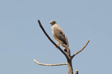 Roadside Hawk in tree
