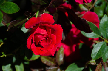 red rose on black background