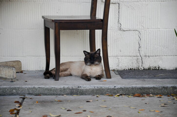 Cat Sleeping Under Chair