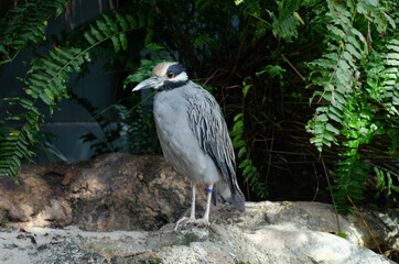 great grey heron