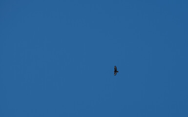 Falcão ave a voar no céu azul