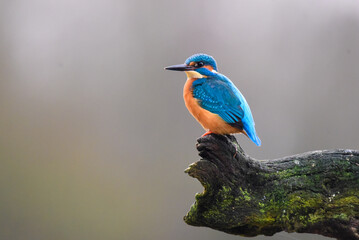 Common kingfisher on a branch, waiting for a fish