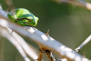 Tree frog in the dunes of the Amsterdam water supply Area / Boomkikker in de Amsterdamse Waterleiding Duinen (AWD)